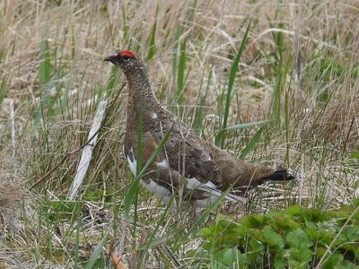 ROCK PTARMIGAN (alternate male)
