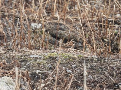 RUSTIC BUNTING (female)