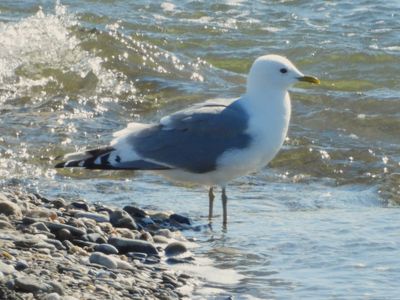 SHORT-BILLED GULL (alternate adult)