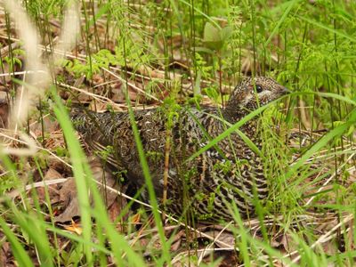 SPRUCE GROUSE (female)