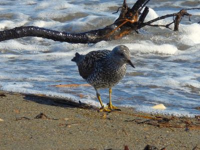 SURFBIRD (alternate)