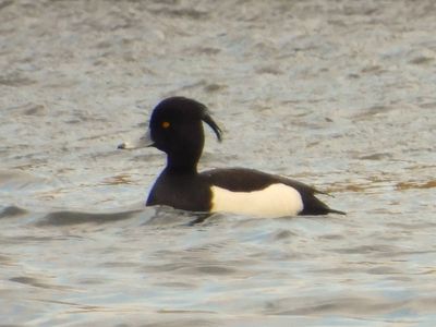 TUFTED DUCK (male)