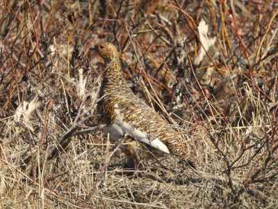 WILLOW PTARMIGAN (alternate female)