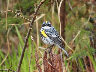 YELLOW-RUMPED WARBLER (Myrtle)