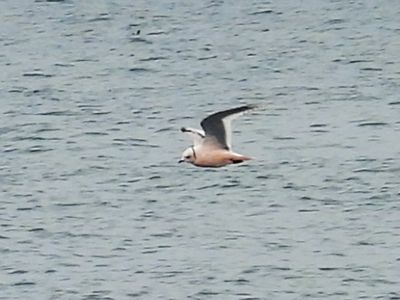 ROSS'S GULL (alternate, immature)