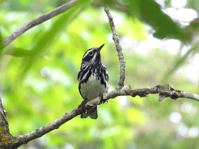 BLACK-AND-WHITE WARBLER