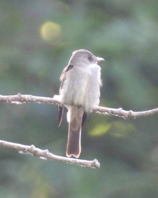 EASTERN WOOD-PEWEE