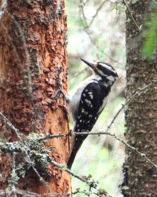 HAIRY WOODPECKER