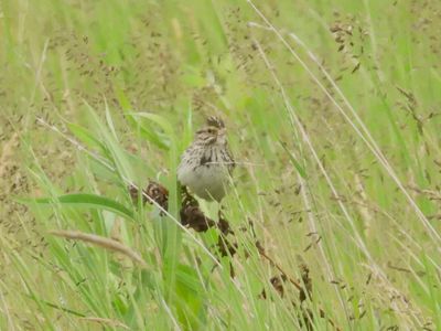 SAVANNAH SPARROW