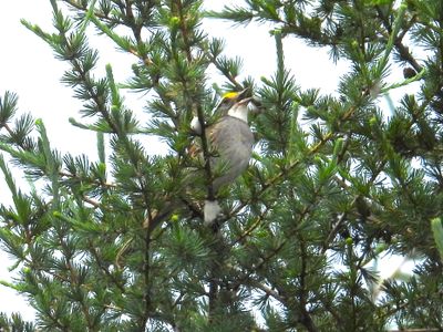WHITE-THROATED SPARROW