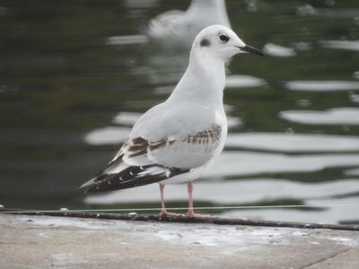 BONAPARTE'S GULL