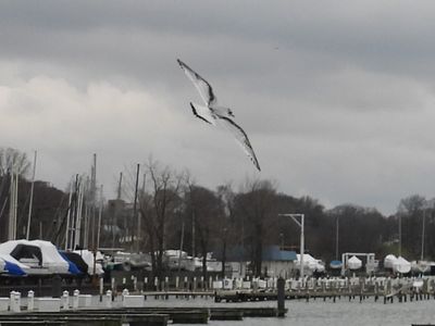 LITTLE GULL (immature)