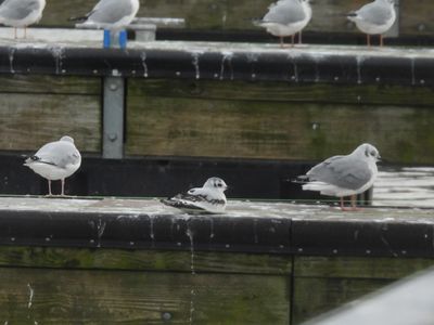 LITTLE GULL (immature)