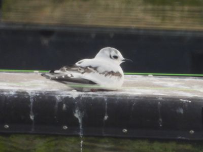 LITTLE GULL (immature)