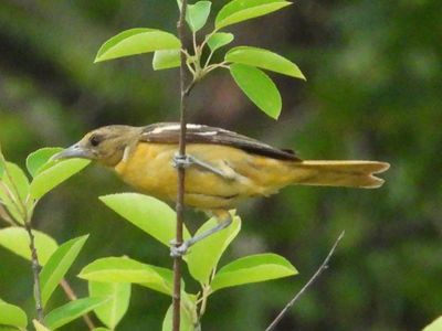 BALTIMORE ORIOLE (female)