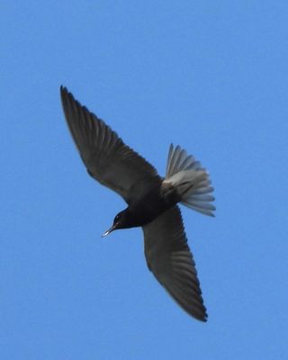 BLACK TERN (alternate)