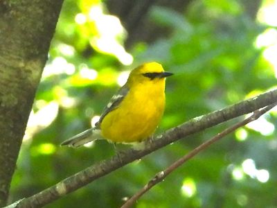 BLUE-WINGED WARBLER