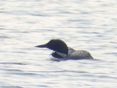 COMMON LOON