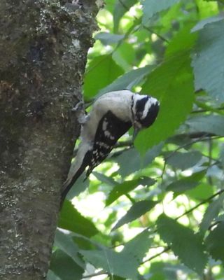 DOWNY WOODPECKER (female)