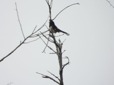 EASTERN TOWHEE (male)