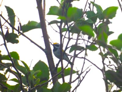 GOLDEN-WINGED WARBLER