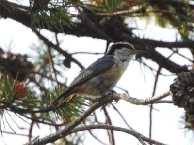 RED-BREASTED NUTHATCH