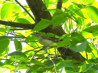 RED-EYED VIREO