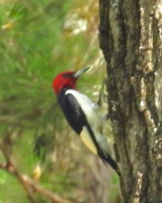 RED-HEADED WOODPECKER