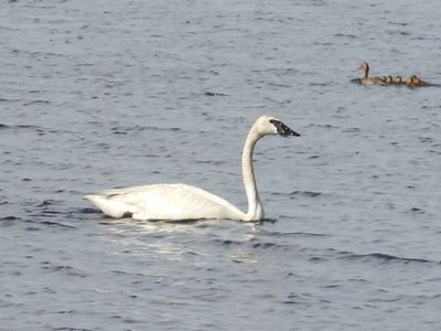 TRUMPETER SWAN