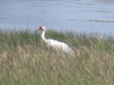 WHOOPING CRANE 