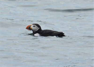 ATLANTIC PUFFIN