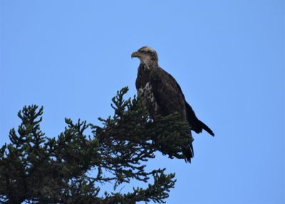 BALD EAGLE (immature)