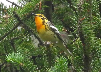 BLACKBURNIAN WARBLER