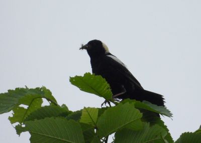 BOBOLINK (male)