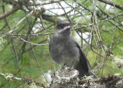 CANADA JAY (juv)