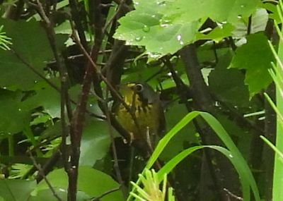 CANADA WARBLER