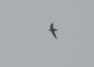 CHIMNEY SWIFT