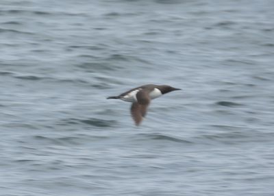 COMMON MURRE