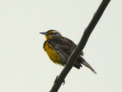 EASTERN MEADOWLARK