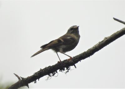 GOLDEN-CROWNED KINGLET (juv)