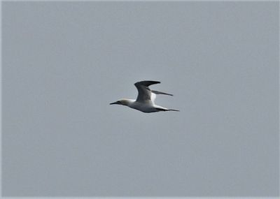 NORTHERN GANNET