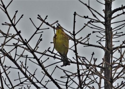 PALM WARBLER (Eastern)