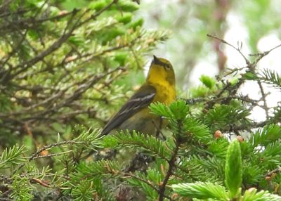 PINE WARBLER