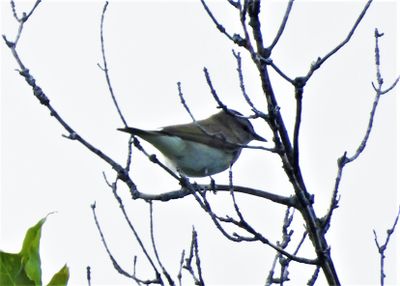 RED-EYED VIREO 