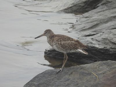 WILLET (alternate, Eastern)