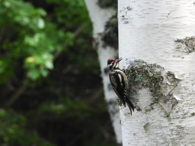 YELLOW-BELLIED SAPSUCKER (female)
