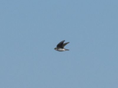BANK SWALLOW