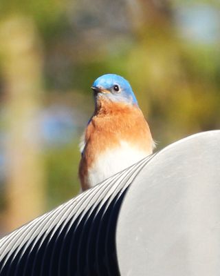 THRUSHES