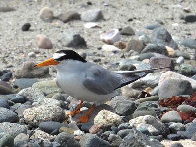 LEAST TERN (alternate)