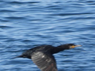 GREAT CORMORANT